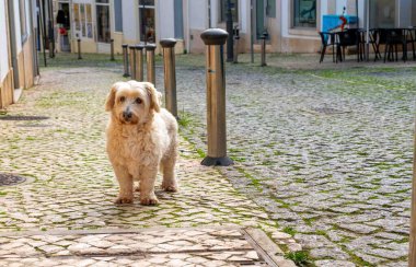 Eski bir Avrupa kaldırım taşı caddesinde salınan sevimli köpek fotokopi alanı ile kameraya bakıyor.
