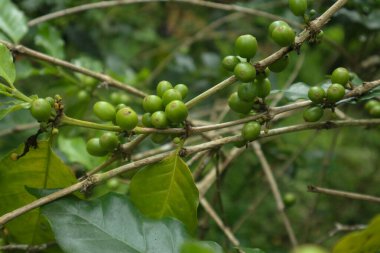 Ağaçtaki taze kahve meyvelerinin fotoğrafı.