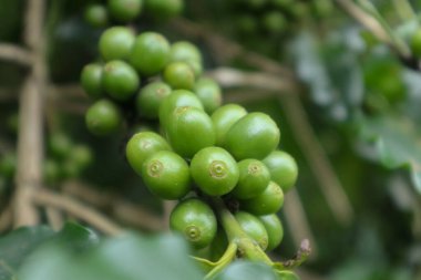 Ağaçta hala yeşil olan kahve meyvelerinin yakın plan fotoğrafı.