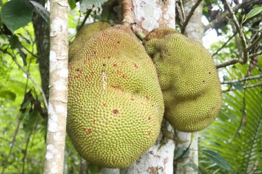 Endonezya 'daki plantasyonlardan ağaçtaki meyvelerin yakın plan fotoğrafları.