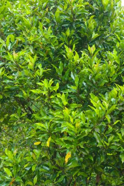 Endonezya 'da bir çeşit baharat olan karanfil ağacının fotoğrafı