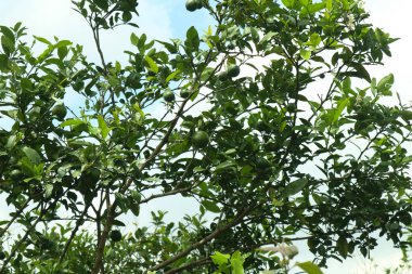 Bahçedeki kireç ağacının fotoğrafı. Öğlen güneşli bir havada.