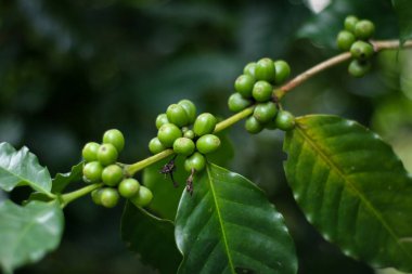 Sumedang, Batı Java, Endonezya 'daki ağaçtaki kahve dutlarının fotoğrafı..
