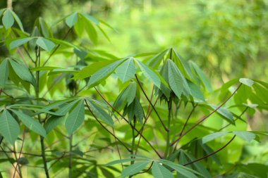 close up photo of cassava leaves in an Indonesian garden during sunny weather clipart