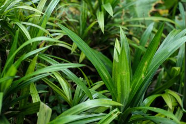 Pandan bitkilerinin yatay fotoğrafı veya Endonezya 'da bir bahçedeki pandanus amiarilfolius