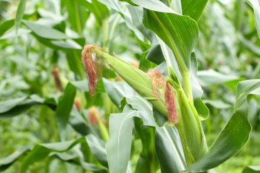 Endonezya 'daki parlak yeşil mısır bitkilerinin yatay fotoğrafı