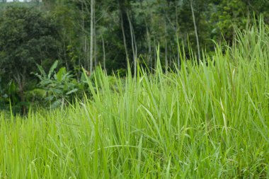 Batı Java, Endonezya 'daki kogongrass bitkilerinin fotoğrafı