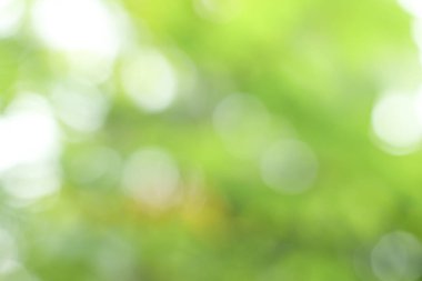 Çevredeki yaprak ve bitkilerin doğal yeşil bokeh etkisi