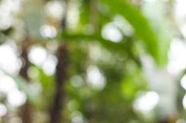 Doğal bokeh etkisi doğada yapraklardan ve güneş ışığından kaynaklanır