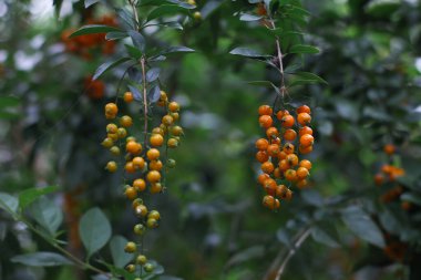 Endonezya bahçesindeki sarı altın çiğ damlası meyvesinin yakın plan fotoğrafı.