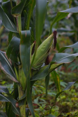 Endonezya 'nın dağlık bölgelerindeki bitkilerin üzerindeki mısırların fotoğrafını çek.
