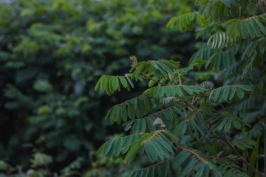 Endonezya 'nın dağlık bölgelerindeki yeşil yapraklı mukoza pruriens bitkilerinin fotoğrafı