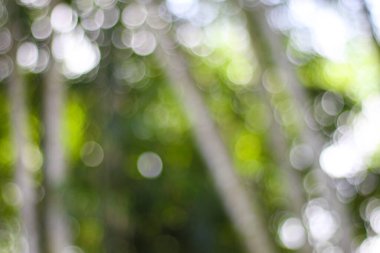 Taze yeşil renk doğal bokeh etkisi doğa arka planı