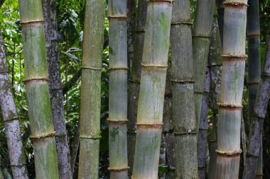 Endonezya dağlarındaki yeşil bambu ormanının yakın çekimini yap