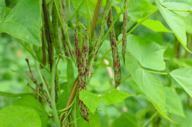 Bitkinin üzerindeki taze fasulyelerin fotoğrafını kapat.
