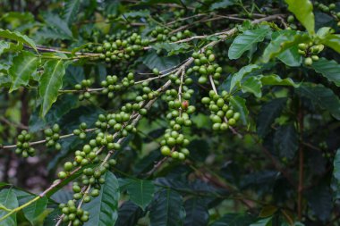 Endonezya 'daki bir çiftlikte, dalların üzerinde yeşil kahve meyvelerinin fotoğrafı.