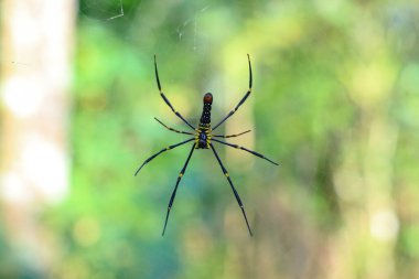Endonezya 'da ağda bir örümcek