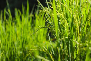 Sabah Endonezya pirinç tarlalarındaki pirinç fotoğraflarını kapatın.