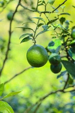 Endonezya bahçesindeki taze yeşil limonun dikey fotoğrafını çek