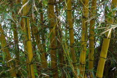 Endonezya dağlıklarında sarı bambu ormanının yakın fotoğrafını çek