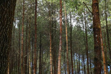 Endonezya 'nın dağlık bölgelerindeki çam ormanı manzarasının yakın plan fotoğrafı.