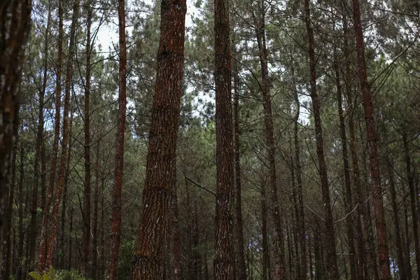 Endonezya 'nın dağlık kesimlerindeki büyük çam ağaçlarının fotoğrafını çek.