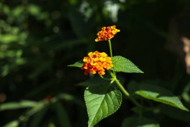 Güzel turuncu lantana camara çiçeğinin yakın plan fotoğrafı.