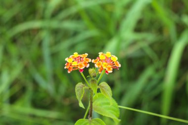 Bir çift lantana camara çiçeğinin yakın plan fotoğrafı.