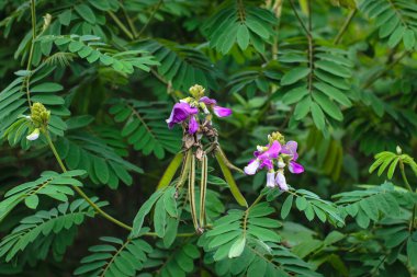 Tephrosia vogelii bitkisinin mor çiçekleriyle yakın plan fotoğrafını çek.