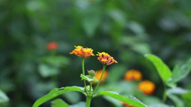 Lantana Camara bitkisinin rüzgarda sallanışını yakından izle.