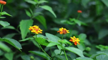 Endonezya dağlarında rüzgarda sallanan lantana Camara bitkisinin çiçeklerine yakından bakın.