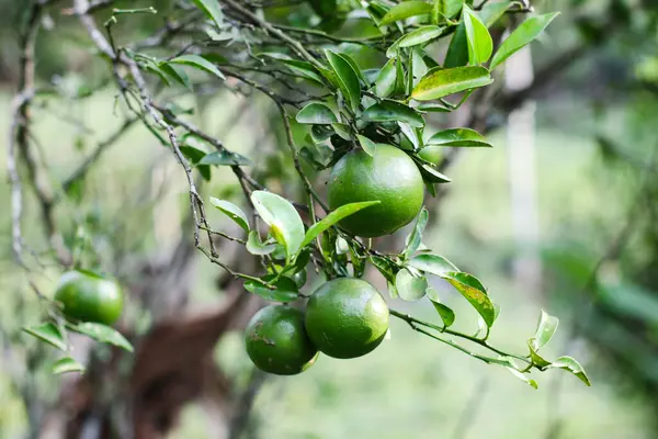 Sumedang 'da doğal olarak büyüyen yeşil portakallar, Batı Java, Endonezya.