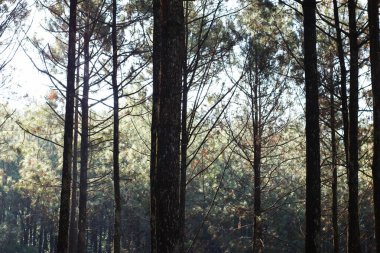 Uzun ağaç gövdeleri olan huzurlu bir çam ormanı. Doğal ortamında, Batı Java, Endonezya..