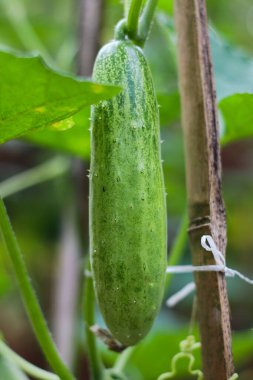 Salatalık meyvesini, yeşil yapraklı sarmaşığa asmak, taze doğal sebze bahçesi..