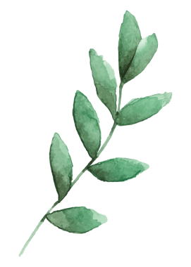 Avrupa kül png yaprağı etiketi, şeffaf arkaplanda suluboya botanik illüstrasyon