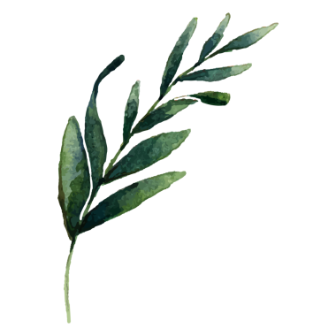 Zeytin dalı png yaprağı etiketi, şeffaf arkaplanda suluboya botanik illüstrasyon