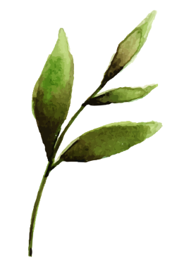 Zeytin dalı png yaprağı etiketi, şeffaf arkaplanda suluboya botanik illüstrasyon