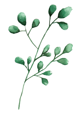 Gümüş dolar okaliptüs png yaprak çıkartması, şeffaf arkaplan üzerinde suluboya botanik çizimler