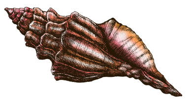 Renkli deniz kabuğu png şeffaf