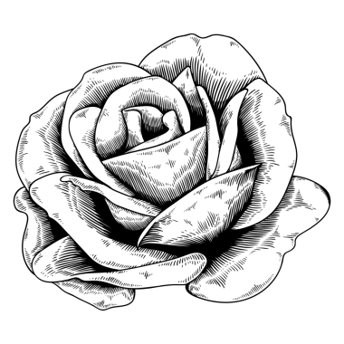 Siyah ve beyaz gül etiketi tasarım elementi