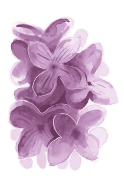 Mor leylak çiçeği şeffaf png suluboya etiketi