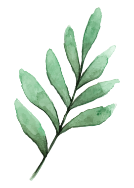 Okaliptüs yaprağı png etiketi, şeffaf arkaplanda suluboya botanik illüstrasyon