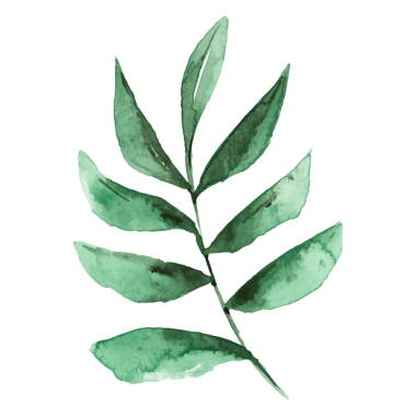 Smilax şubesi png yaprağı etiketi, şeffaf arkaplanda suluboya botanik illüstrasyon