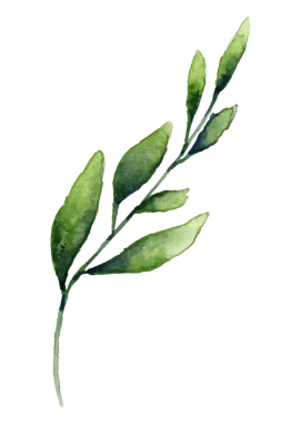 Zeytin dalı png yaprağı etiketi, şeffaf arkaplanda suluboya botanik illüstrasyon