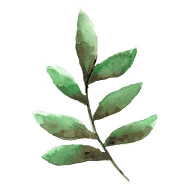 Smilax şubesi png yaprağı etiketi, şeffaf arkaplanda suluboya botanik illüstrasyon