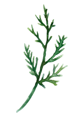 Sedir dalı png yaprağı etiketi, şeffaf arkaplanda suluboya botanik illüstrasyon