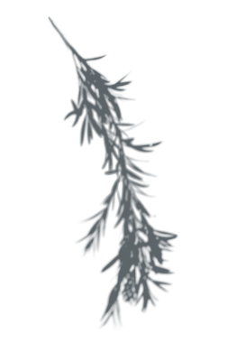 Yaprakların gölgesi, şeffaf arkaplan