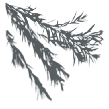 Yaprakların gölgesi, şeffaf arkaplan