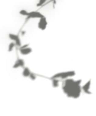 Yaprakların gölgesi, şeffaf arkaplan