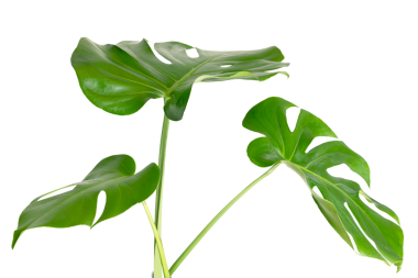 Bölünmüş yaprak fildişi, canavar bitki elementi şeffaf png